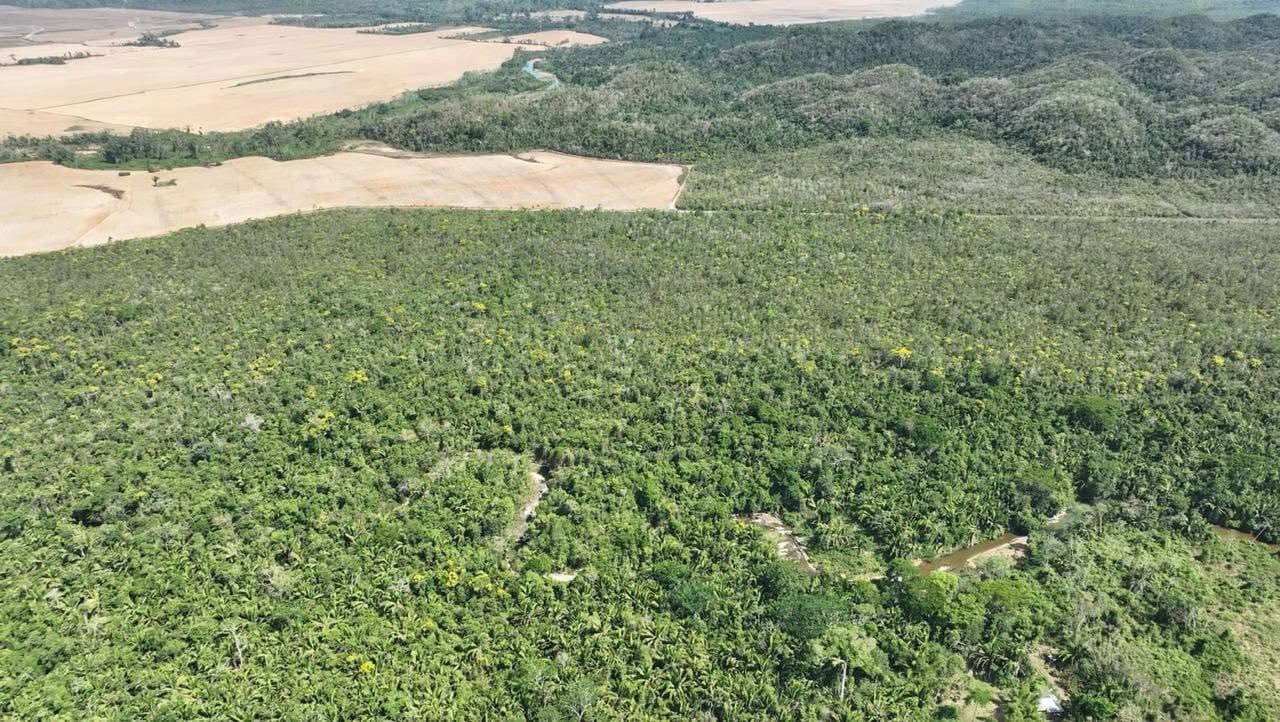 New jungle Lot on the mainland 3